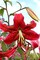 Miss Feya Giant Hybrid Lily 2 Bulbs - 16/18 cm - Rosy Red with Black Speckles